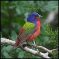 _6SB0540 painted bunting